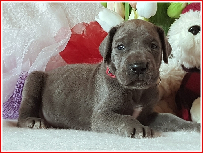 Litter Q - 3 weeks